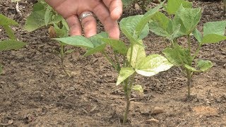 Nutrient Deficient Yellowing Leaves Bean Fix – This Week in the Garden [upl. by Arehs]