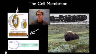 The Cell Membrane [upl. by Enilkcaj]