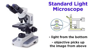 Light Microscopy Function and Utility [upl. by Penthea238]