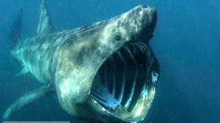 Beautiful Basking Shark [upl. by Parlin]