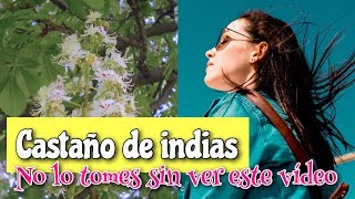 ▶︎ CASTAÑO de INDIAS 🌳 propiedades beneficios y contraindicaciones [upl. by Narret]