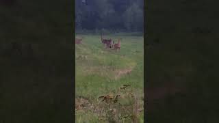 White tail deer in an open field deer whitetaildeer [upl. by Eelyam]