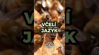 Včelí jazyk 🐝🐝faktoskop vcely zvierata jazyk [upl. by Amie]