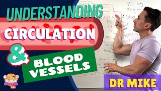 Understanding Circulation and Blood Vessels [upl. by Rodi616]