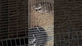 Mom Caught 2 Little Racoons trapping racoons homesteading farmlife [upl. by Nosro]