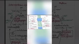 Malate Aspartate Shuttlegluconeogenesis shuttlesofNADH ytshortsbiochemistrynotesviralvideo [upl. by Streetman]