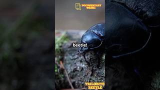 Trilobite Beetle Ancient Marvel of the Insect World [upl. by Nevins]