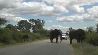 Elephants cleaning the Kruger National Park [upl. by Ylrebmik]