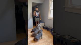 THEY DOING SO GOOD PATIENCE TRAINING❤️ puppy pitbulls dog doglover americanbully puppies dogs [upl. by Chase409]