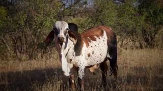 Phuduhudu Safaris Botswana [upl. by Maribel]