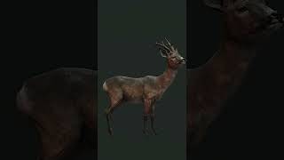 theHunter Call Of The Wild  Diamond Roe deer Multiplayer quotCuatro Colinasquot [upl. by Suivatra740]