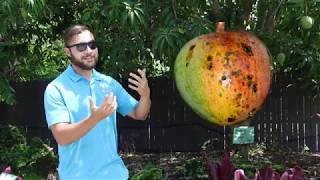 The Best Mangoes to Grow in Florida with Seth [upl. by Braun]