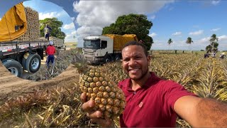 PRIMEIRA CARGA DE ABACAXI 🍍DA P310 Arapiraca Alagoas [upl. by Hamann865]