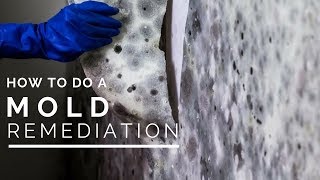 How To Do a Mold Remediation In Your Home [upl. by Fosque]