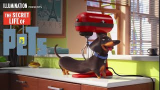 The Secret Life Of Pets  Meet Buddy HD  Illumination [upl. by Garner470]