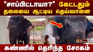 சாப்பிட்டாயா கேட்டதும் தலையை ஆட்டிய தெய்வானை கலங்க வைக்கும் காட்சிகள்  deivanaielephant [upl. by Tillie]