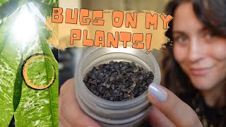 I RELEASED 1000 BUGS INTO MY HOUSE for pest management  Houseplant Care Vlog [upl. by Madaras]