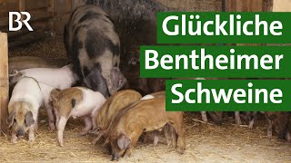 Alte Nutztierrasse Bentheimer Schweine in artgerechter Weidehaltung  Unser Land  BR [upl. by Asquith]