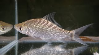 Osteochilus schlegelii  Giant SharkminnowAra Malaysia [upl. by Atkinson]