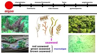 Overview of Plant Classification Vascular and Nonvascular Plants [upl. by Akena]