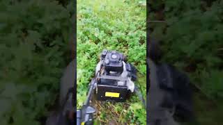 Small WEIBANG Mower Tackles Brush shorts [upl. by Kim]