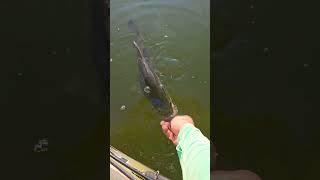 Bass Bustin fishing bassfishing kayakfishing catchandrelease shorts [upl. by Akemehs]