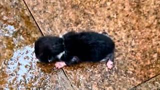 A newborn kitten abandoned on the cold ground struggles to crawl and cry out but is ignored💔 [upl. by Peadar]