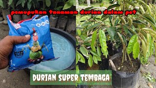 Pupuk dan Dosis yang tepat untuk Tanaman Durian dalam Planter Bag [upl. by Crabb214]