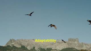 Soaring Like an Eagle Lessons from Isai 2024 10 28 [upl. by Enytsirhc]