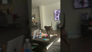 Prodigy When Pops Walks In The Door💖 XL Bully Life  Anerican Bully  dog TV [upl. by Katlaps]