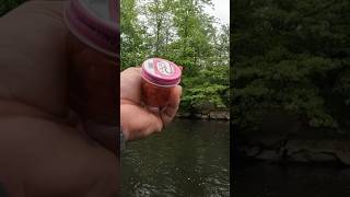 Rainbow trout hits Pautzke Balls O fire Salmon eggs troutfishing pautzkebaitco [upl. by Aicirpac]