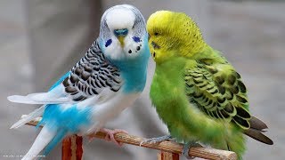 6 Hours Nature Sounds Parakeets Budgies Chirping Singing Reduce stress blood pressure [upl. by Gunilla175]