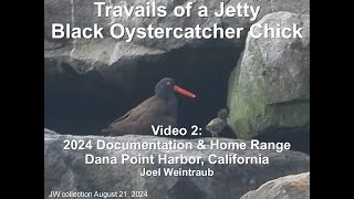 Travails Of A Jetty Black Oystercatcher Chick Part 2 [upl. by Mateo]