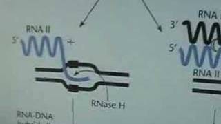 Regulation of plasmid replication [upl. by Juback]