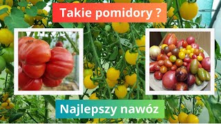 Jedyny taki nawóz do pomidorów [upl. by Sualkcin172]