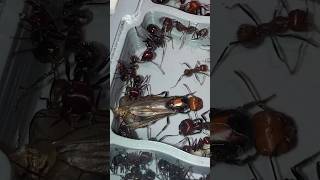 ⚠️Princesa de Messor cephalotes y la segunda en camino ants hormigas viralvideo [upl. by Manvil]