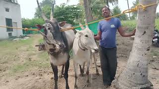 Farmer RajannaHyakanur brought Hallikar cow to mate Hallikar Studbull Arjun in Tadagavadi SRPatana [upl. by Roper790]