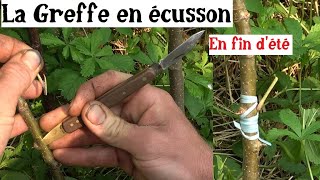 Comment Greffer en été écusson et chipbudding [upl. by Cnahc]