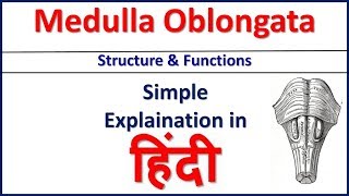 Medulla Oblongata Structure and Function simple explaination in Hindi  Bhushan Science [upl. by Enirahtak]