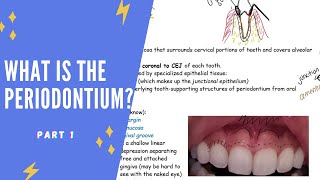 What is the periodontium Part 1 [upl. by Eirrol102]