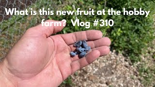 What is this new fruit at the hobby farm Vlog 310 [upl. by Yltneb788]