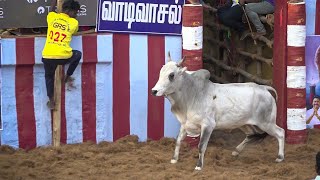 Jallikattu 2024  ஜல்லிக்கட்டு 2024 [upl. by Gay]