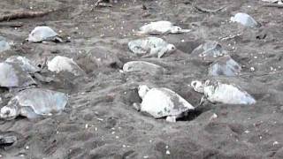 Playa Ostional Costa Rica Olive Ridley sea Turtle nesting quotArribada [upl. by Itsym]