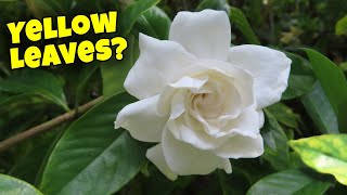 Gardenia Plant Care What to do with Yellow Leaves [upl. by Sullivan]