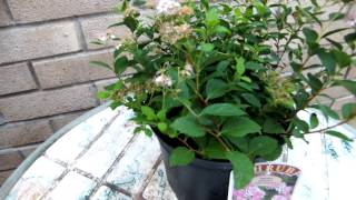 Spiraea Japonica Little Princess [upl. by Richmal]