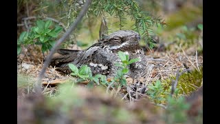 LelekCaprimulgus europaeusNightjar [upl. by Tatum]