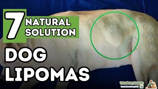 Dog Fatty Tumors How to Tell and Treat Lipomas At Home [upl. by Amati]