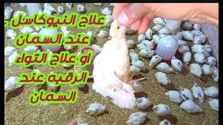 طير سمان مصاب بالنيوكاسل العصبي الأعراض والعلاج والوقايه شاهد الفيديو [upl. by Elrae]