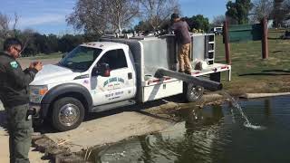 Trout fish stocking a Lake Prado Regional Park [upl. by Treblig]