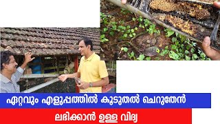 10 കോളനിയിൽ നിന്ന് 10 kg ചെറുതേൻ കിട്ടാൻ [upl. by Williamson848]